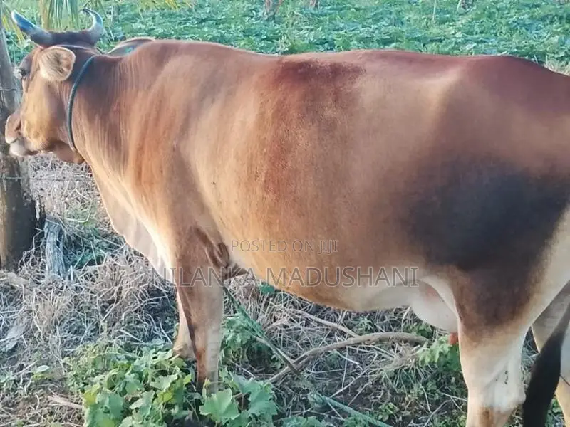Jercy Cow