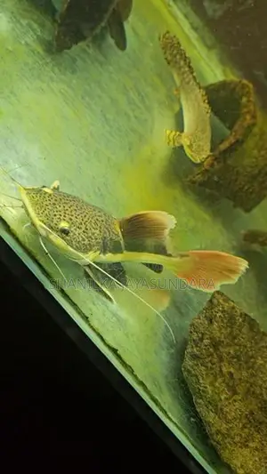 Red Tail Catfish