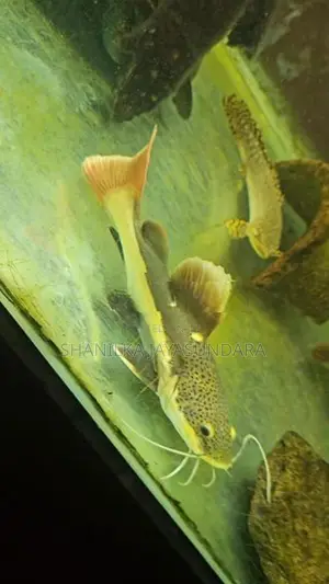 Red Tail Catfish