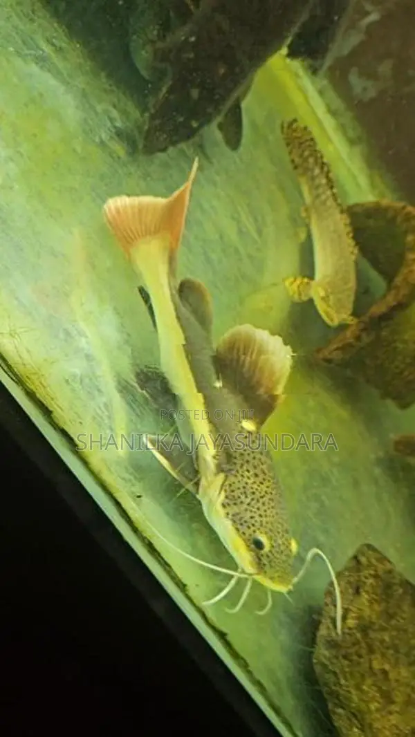Red Tail Catfish