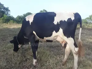 Jercy Cow