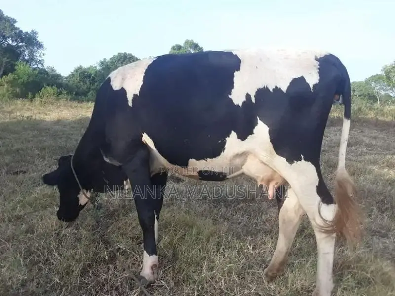 Jercy Cow