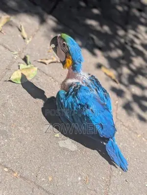 Macaw bird
