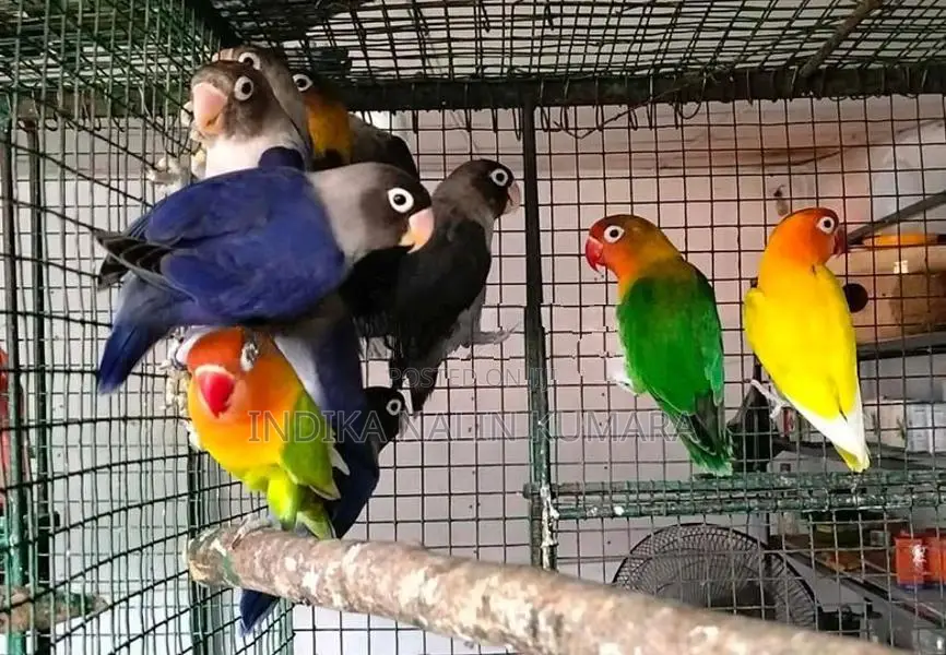 African Bird