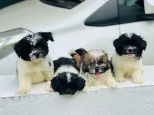 Shih Tzu Puppies