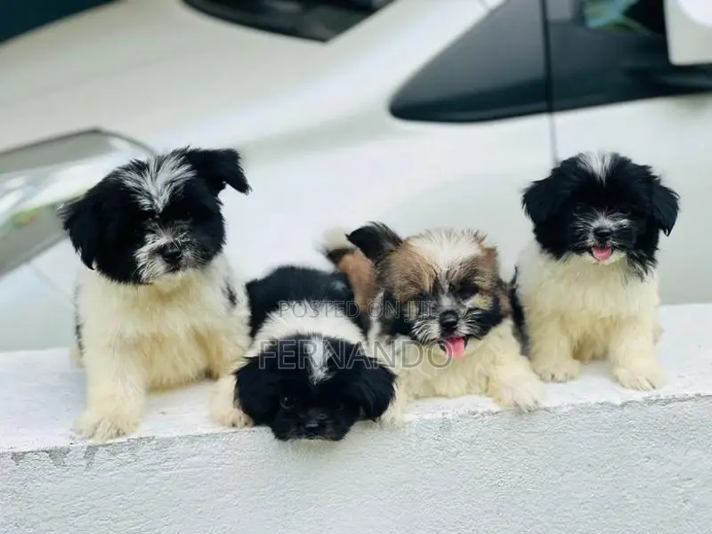 Shih Tzu Puppies