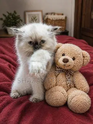 Persian Cat