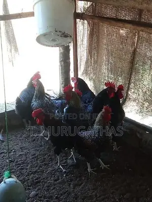 ஊர் கோழிகள்