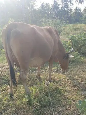 Milk cow