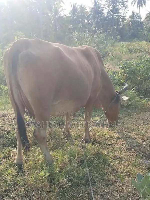 Milk cow