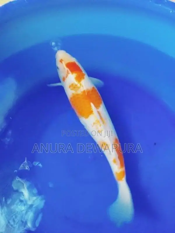 Japanese Koi Fish