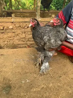 Brahma Chikens