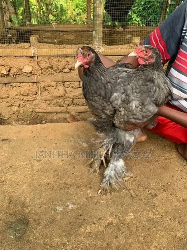 Brahma Chikens
