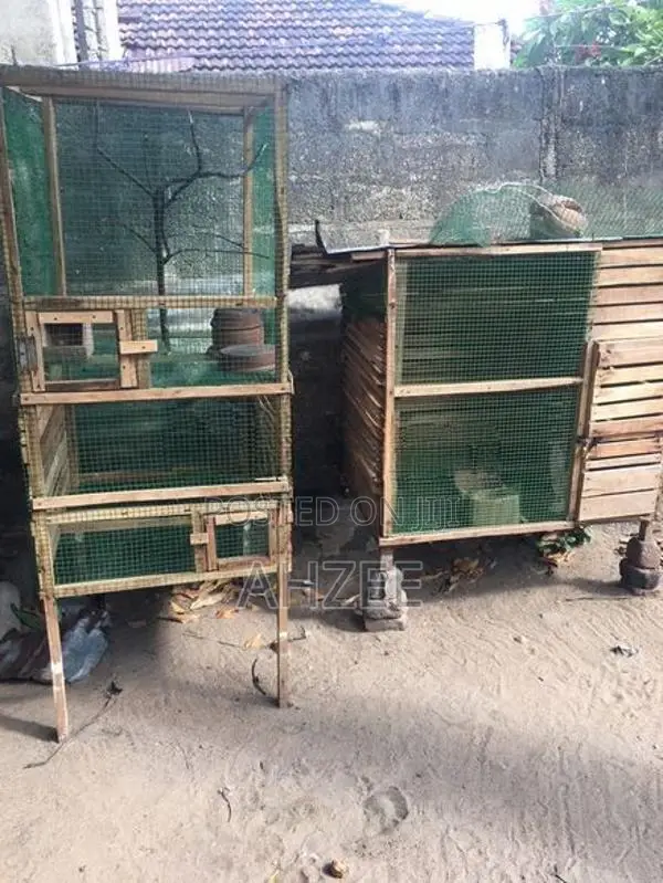 Birds Cage
