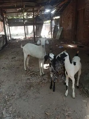 Farm Goats