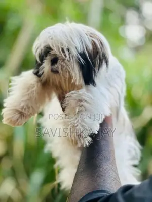 Shih Tzu female puppy
