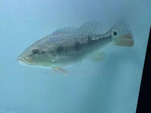 Fogo Peacock Bass