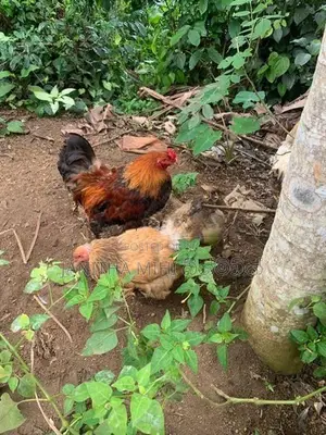 Brahma Chickens