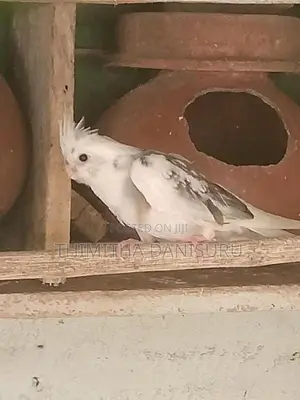 Cockatiel Bird