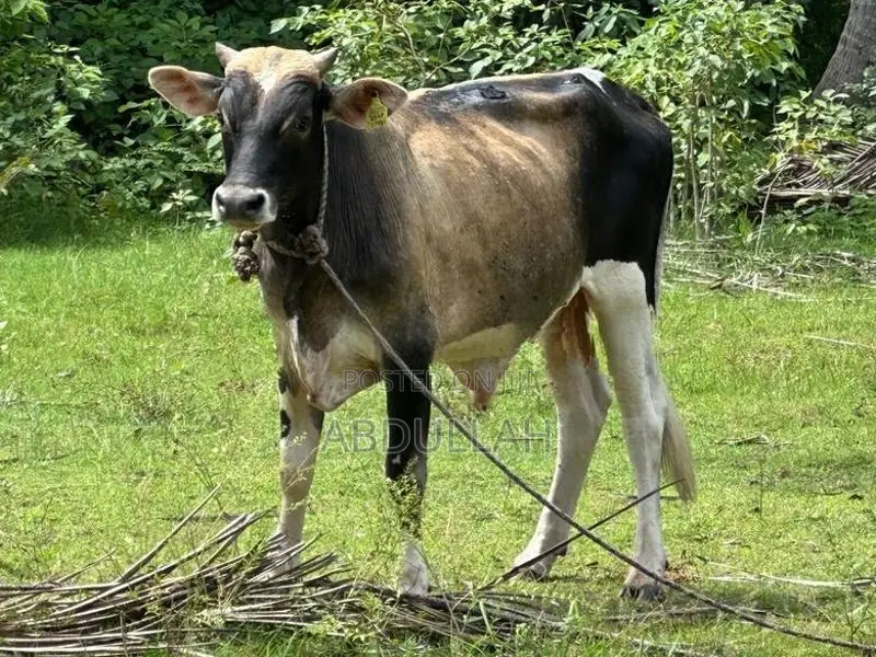 Male Bull