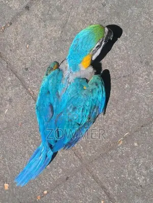 Macaw bird