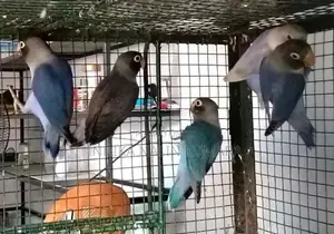 African Bird