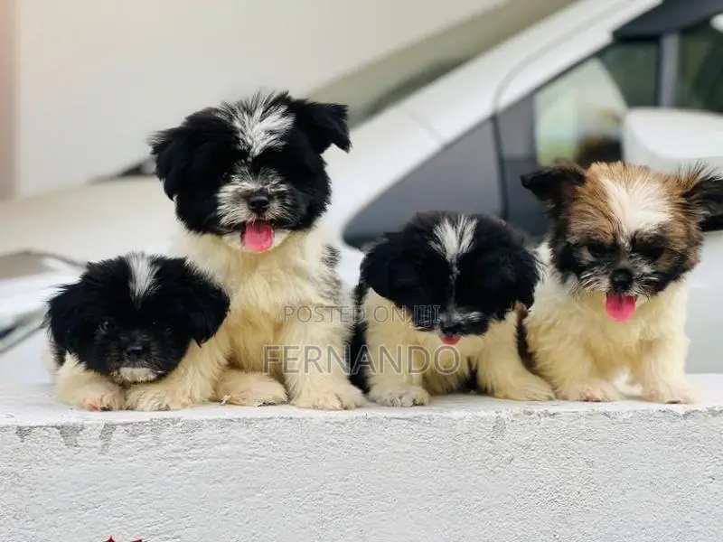 Shih Tzu Puppies