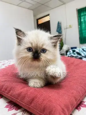 Persian Cat