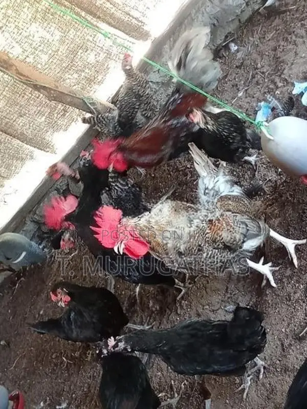 ஊர் கோழிகள்