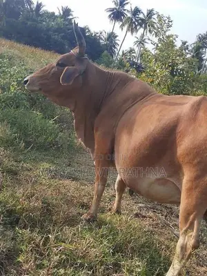 Milk cow
