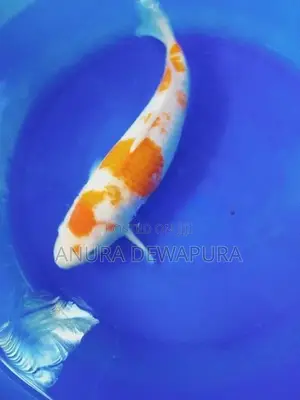 Japanese Koi Fish