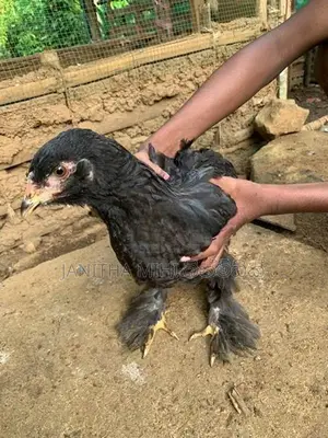Brahma Chikens