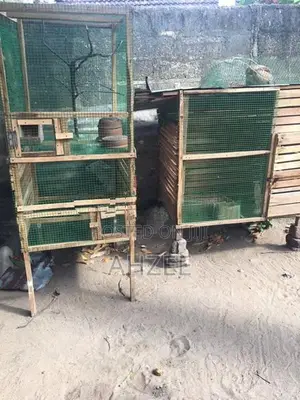 Birds Cage