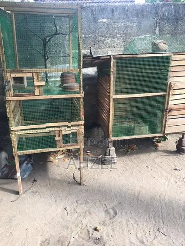 Birds Cage