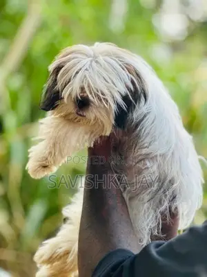 Shih Tzu female puppy