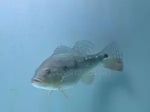 Fogo Peacock Bass