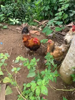 Brahma Chickens