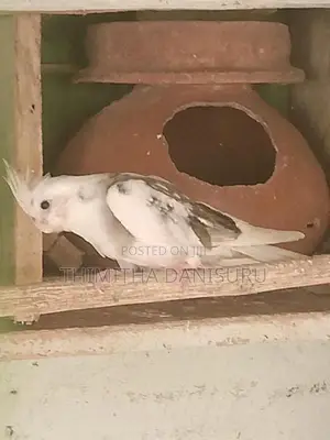 Cockatiel Bird