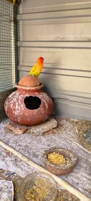 African Parrots