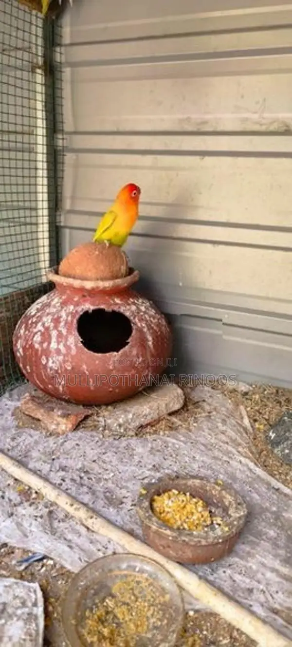 African Parrots