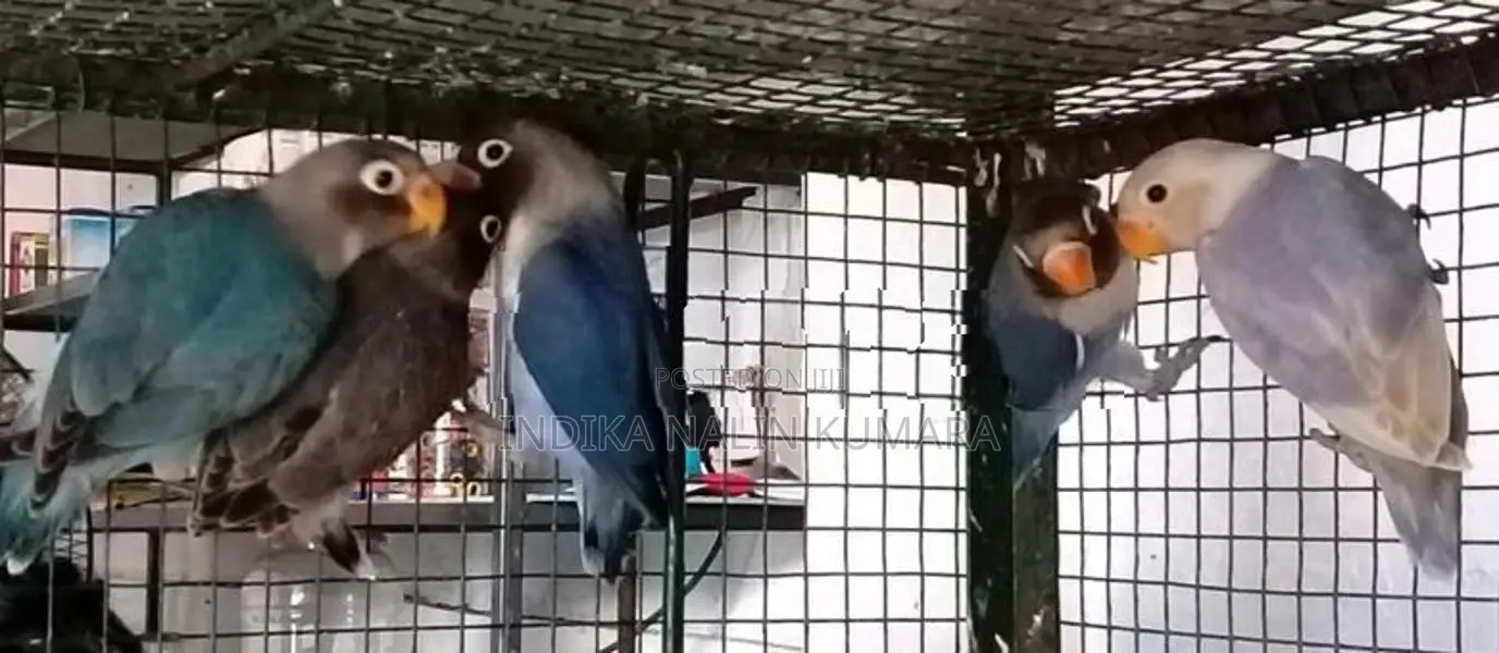 African Bird