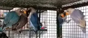 African Bird