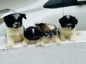 Shih Tzu Puppies