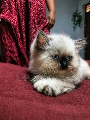 Persian Cat