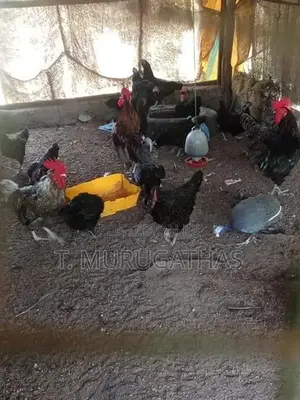 ஊர் கோழிகள்