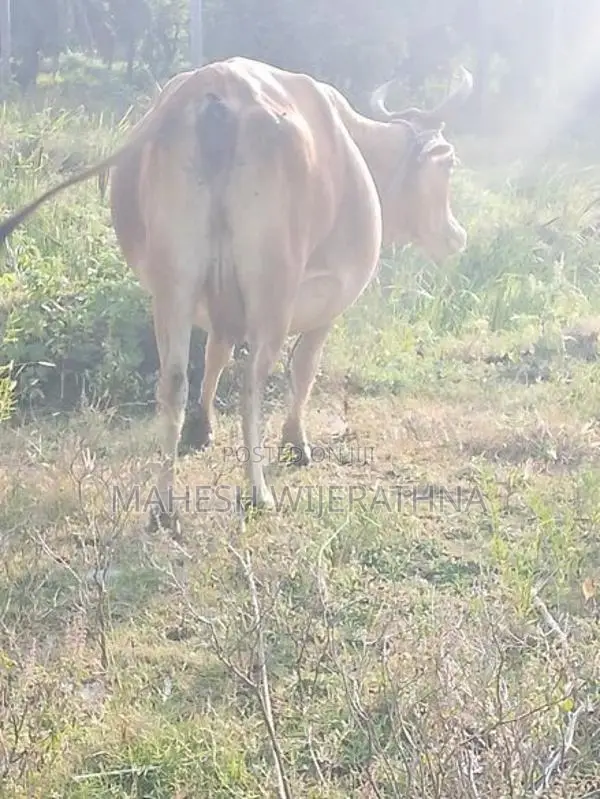 Milk cow