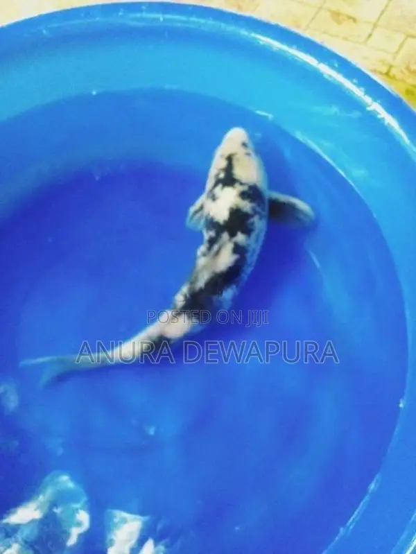 Japanese Koi Fish