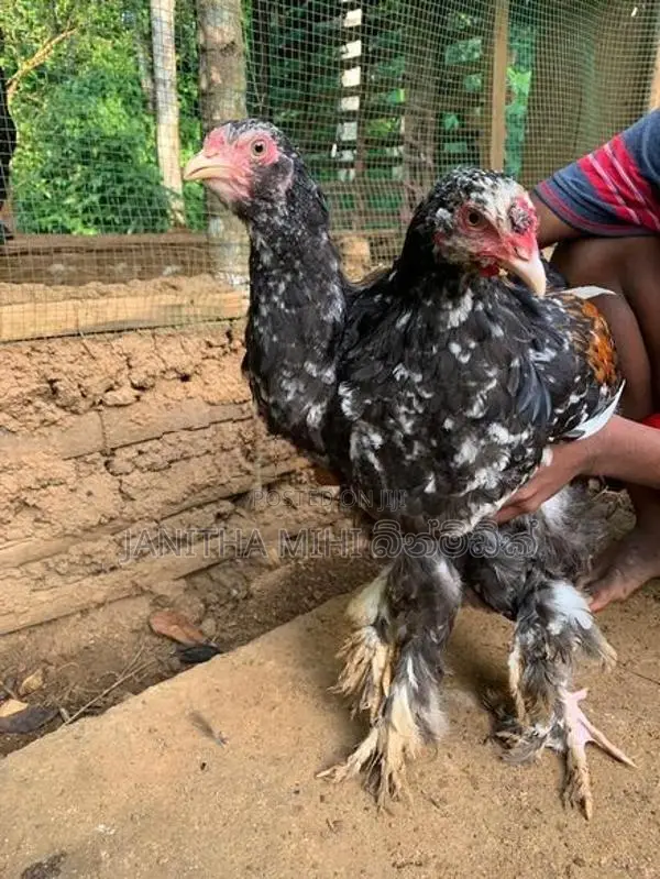 Brahma Chikens