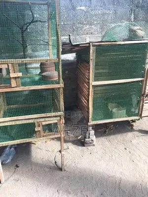 Birds Cage