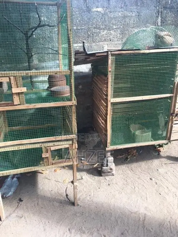 Birds Cage